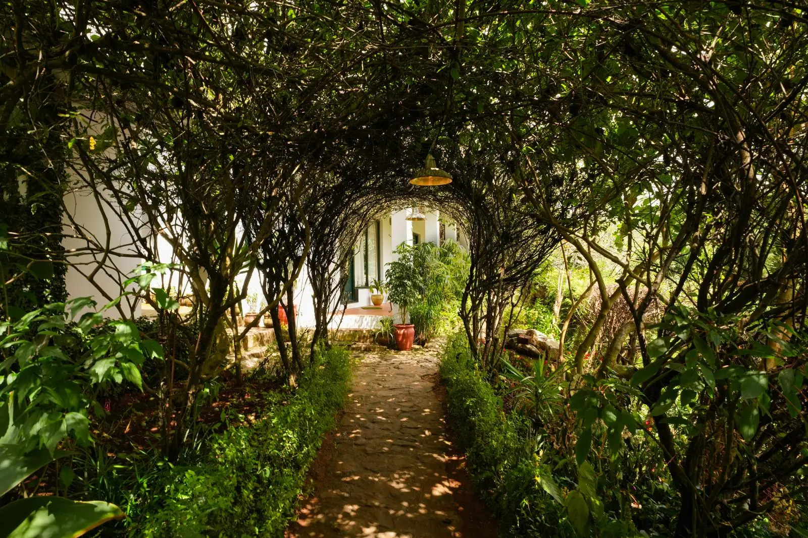 The plum-tree tunnel leading to the white house