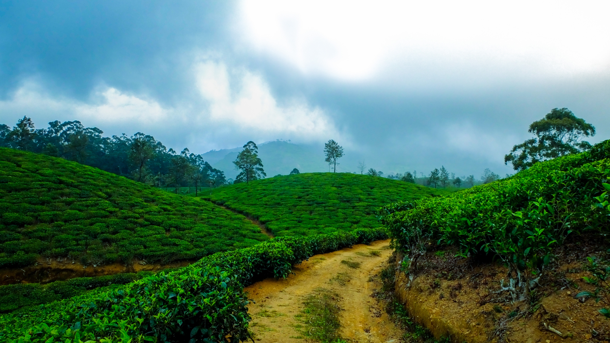 Tamarillo ooty